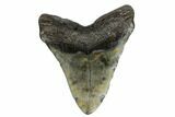 Fossil Megalodon Tooth - South Carolina #178797-2